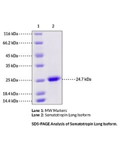 Cayman Somatotropin Long Isoform (Human, Recombinant), 50 G