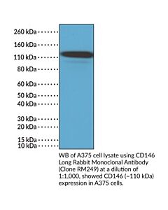 Cayman Cd146 Long Rabbit Monoclonal Antibody, 100 L