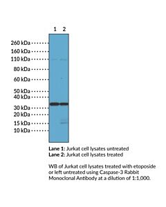 Cayman Caspase-3 Rabbit Monoclonal Antibody (Clone Rm250), 100