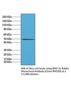 Cayman Bag-1l Rabbit Monoclonal Antibody, 100 L