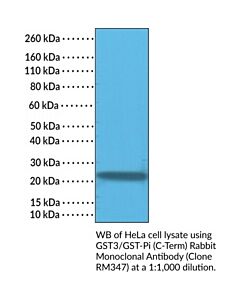 Cayman Gst3gst-Pi (C-Term) Rabbit Monoclonal Antibody, 100 L
