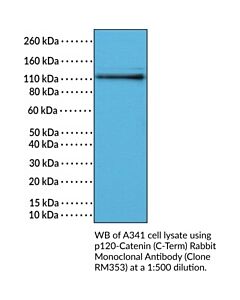 Cayman P120-Catenin (C-Term) Rabbit Monoclonal Antibody, 100ul