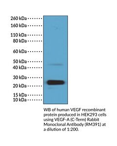 Cayman Vegf-A (C-Term) Rabbit Monoclonal Antibody; Size- 100 Μl