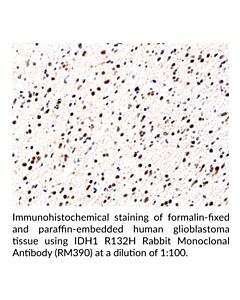 Cayman Idh1 R132h Rabbit Monoclonal Antibody; Size- 100 Μl