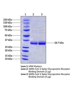 Cayman Sars-Cov-2 Spike Glycoprotein Receptor Binding Domain (Aa