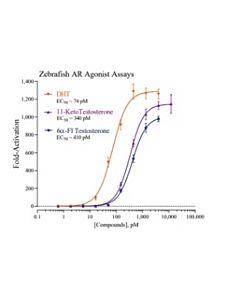 Cayman Zebrafish Androgen Receptor Reporter Assay System, 3 X 3