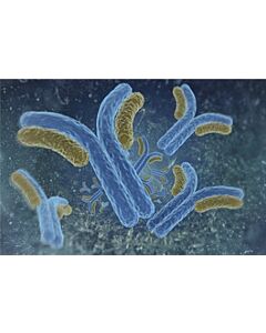Cayman Ncor Monoclonal Antibody, 100 L