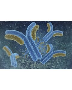 Cayman Snail Monoclonal Antibody (Clone 5h6), 100 L