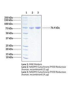Cayman NADPH Cytochrome P450 Reductase (human, recombinant)