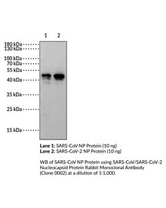 Cayman Sars-Cov/Sars-Cov-2 Nucleocapsid Protein Rabbit Monoclonal