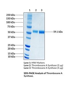 Cayman Thromboxane A Synthase (Human, Recombinant), Size50 Μg,