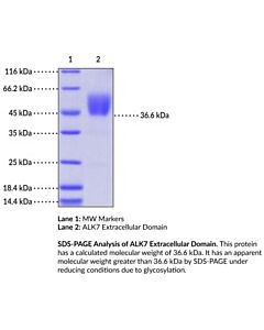 Cayman Alk7 Extracellular Domain (Human, Recombinant); Size- 200