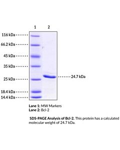 Cayman Bcl-2 (Human, Recombinant), Size100 Μg, Purity≥90% E