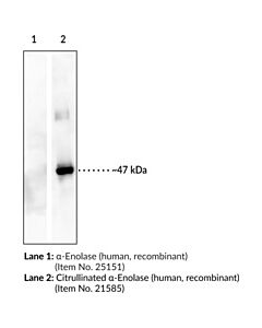 Cayman Citrullinated Alpha-Enolase Monoclonal Antibody (Clone 4a7