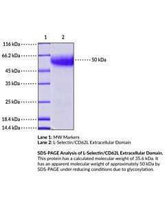 Cayman L-Selectin/Cd62l Extracellular Domain (Human, Recombinant)