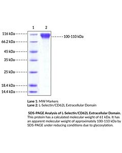 Cayman L-Selectin/Cd62l Extracellular Domain (Mouse, Recombinant)