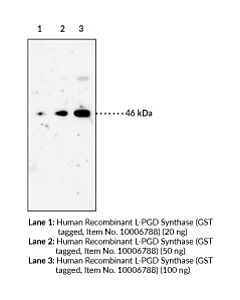 Cayman Prostaglandin D Synthase (Lipocalin-Type) Blocking Peptide
