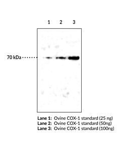 Cayman Cox-1 (Ovine) Electrophoresis Standard; Purity- Greater Th