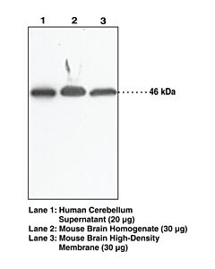 Cayman Cox-2 (Human) Blocking Peptide; Size- 200 Micrograms