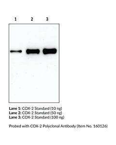 Cayman Cox-2 (Ovine) Electrophoresis Standard; Purity- Greater Th
