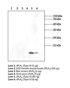 Cayman Spla2 (Mouse Type V) Blocking Peptide; Purity- Greater Tha