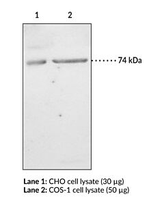 Cayman Paf Receptor Blocking Peptide (Monoclonal); Size- 1 Ea