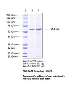 Cayman Hdac2 (Human, Recombinant); 50 Μg; ≥80% Estimated By Sds-Page