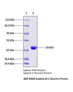 Cayman C-Reactive Protein (human, recombinant)