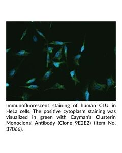 Cayman Clusterin Monoclonal Antibody; 100 Μl;