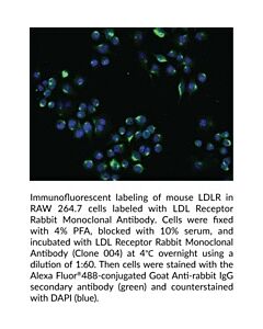 Cayman Ldl Receptor Rabbit Monoclonal Antibody; 100 Μl;