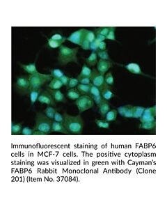 Cayman Fabp6 Rabbit Monoclonal Antibody (Clone 201); 100 Μl;