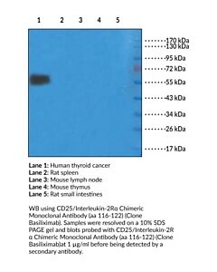 Cayman Cd25/Interleukin-2rα Chimeric Monoclonal Antibody (Aa 116-122); 200 Μg;