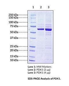 Cayman Pdk1 (Human, Recombinant); 10 Μg; ≥85% Estimated By Sds-Page
