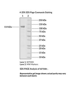 Cayman Setdb1 (Human, Recombinant); 20 Μg; ≥80% Estimated By Sds-Page