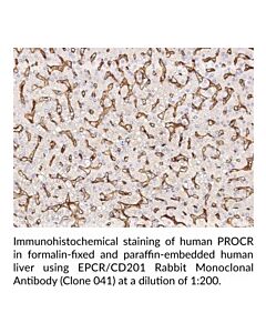 Cayman EPCR/CD201 Rabbit Monoclonal Antibody