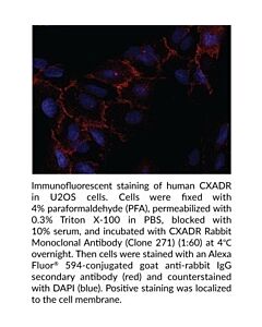Cayman CXADR Rabbit Monoclonal Antibody