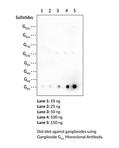Cayman Ganglioside GM1 Monoclonal Antibody (Clone DG2)