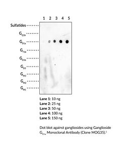 Cayman Ganglioside GD1a Monoclonal Antibody (Clone MOG35)