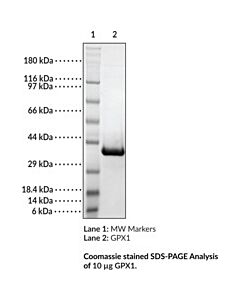 Cayman GPX1 (human, recombinant)