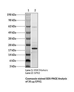 Cayman GPX2 (human, recombinant)