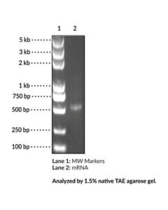 Cayman EZ Cap™ mCherry mRNA (5mCTP, ψUTP)