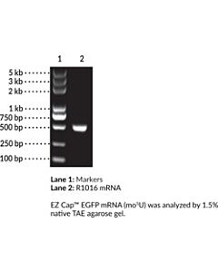 Cayman EZ Cap™ EGFP mRNA (mo5U)