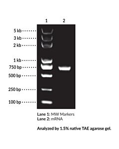 Cayman EZ Cap™ Firefly Luciferase mRNA (mo5U)