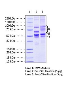 Cayman Human Fibrinogen (Pad4 Citrullinated); Purity- Homogeneous