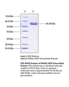 Cayman RANKL/ODF Extracellular Domain (human, recombinant)