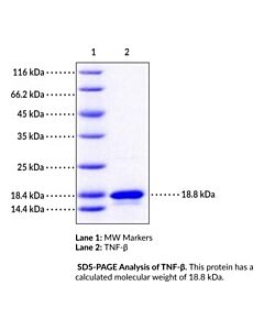 Cayman TNF-β (human, recombinant)