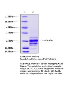Cayman Soluble Fas Ligand/CD95 Ligand (human, recombinant; aa 134-281)
