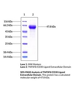 Cayman TNFSF8/CD30 Ligand Extracellular Domain (human, recombinant)