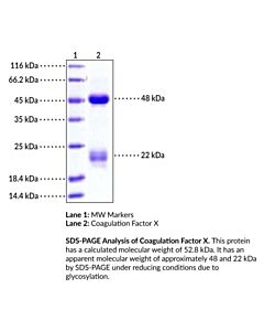 Cayman Coagulation Factor X (human, recombinant)