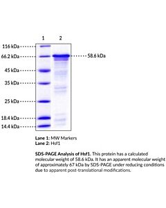 Cayman Hsf1 (human, recombinant)